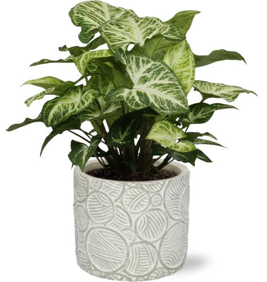 Syngonium Arrow - Ø12cm - ↕25cm + Stone Pot Circles D13x11,5cm - Wit
