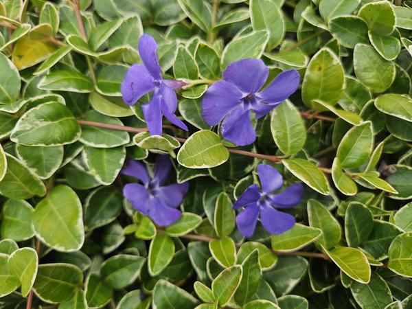 Vinca minor 'Ralph Shugert' - ↕10-25cm - Ø9cm - 20x