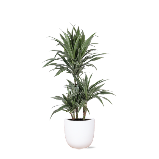 Dracaena Warneckii Ø21cm - ↕65cm in Boule WIT pot