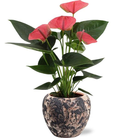 Anthurium Sweet Dream - Ø12cm - ↕36cm + Pot Doug D14x13cm - Noir Beige