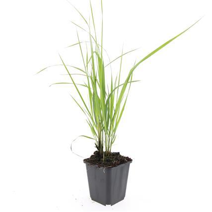Calamagrostis acut. 'Karl Foerster'  - ↕10-25cm - Ø9cm - 60x
