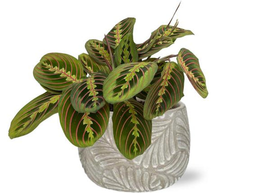 Maranta Fascinator - Ø12cm - ↕20cm + Stone Leaf Bolpot D12/13,5x11cm - Grijs