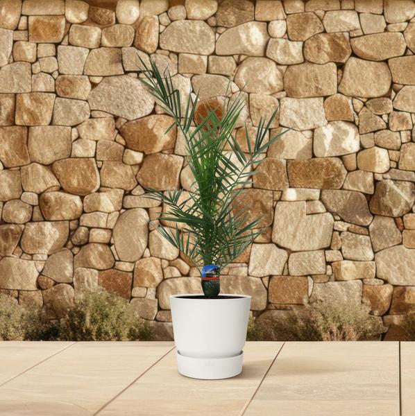 Phénix Canariensis - 80 cm - Ø15cm