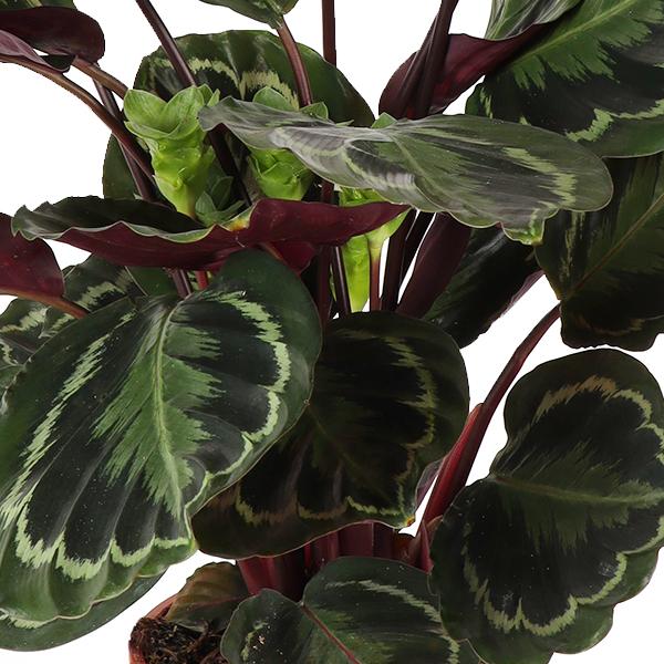 Médaillon Calathea Ø21cm - ↕70cm