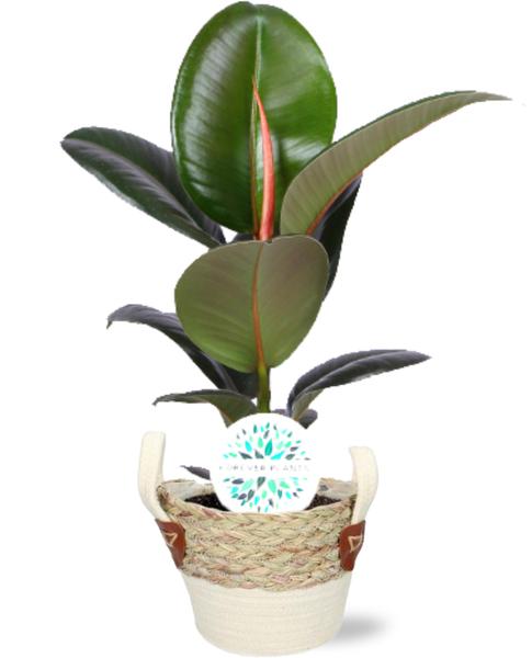 Ficus Elastica Robusta - Ø17cm - ↕65cm + Lily Pot D18x16cm - Wit