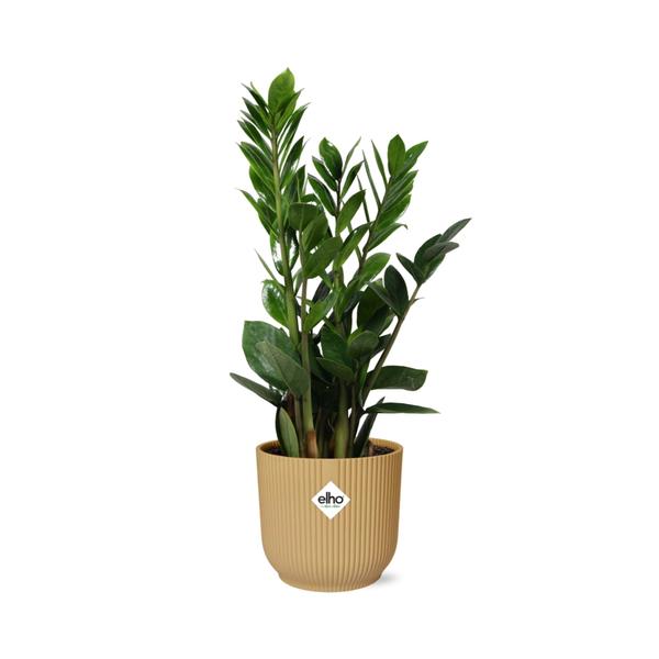 Zamioculcas – Hauteur 45-50 en ELHO Vibes Fold 14cm jaune