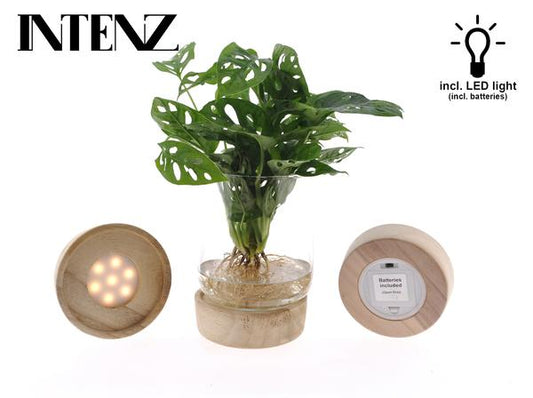 Monstera adansonii in Kingston Glas + LED - Ø12cm - ↕30cm