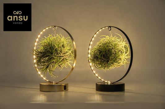 Tillandsia Led Edition Mix - 2 pièces - Ø11 cm - ↕23 cm
