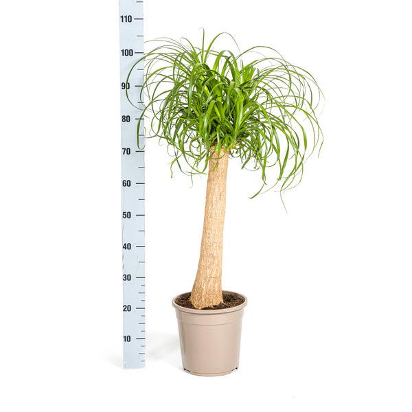 Beaucarnea Recurvata Stam Ø24cm - ↕90-100cm