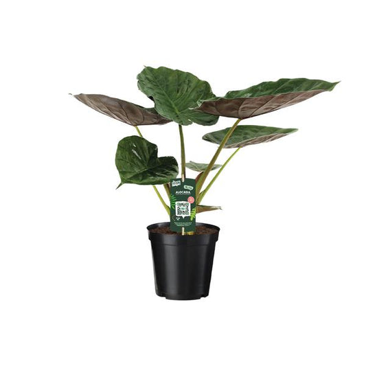 Alocasia Wentii - Oreille d'éléphant - Ø19cm - ↕70cm