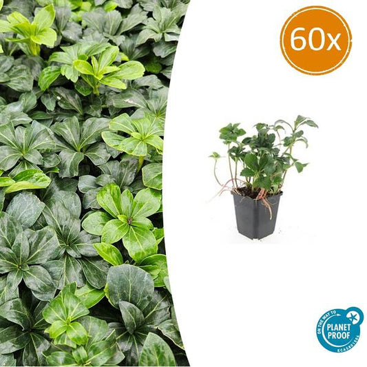 Pachysandra term. 'Green Sheen' - ↕10-25cm - Ø9cm - 60x