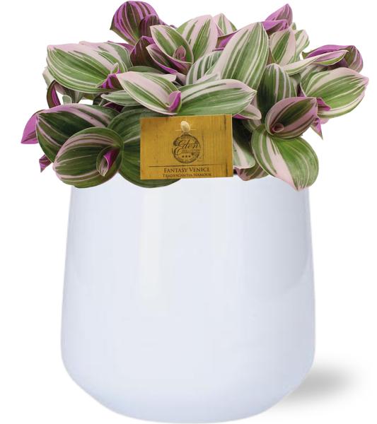 Tradescantia Nanouk - Ø15cm - ↕25cm + Puglia Pot D16,5/18x16cm - Wit