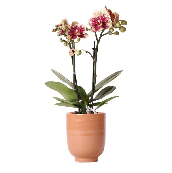 Orchidées colibris | Orchidée Phalaenopsis rouge jaune - Espagne + Pot décoratif émaillé cognac - taille du pot Ø9cm - 40 cm de haut | plante d'intérieur à fleurs - fraîchement sortie du producteur