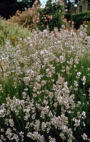 Lavandula int. 'Edelweiss' - ↕10-25cm - Ø9cm - 60x