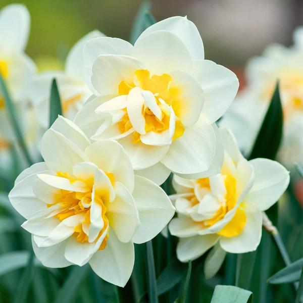 Flowerbulbs Amsterdam - Rob's Favorites - 20 bulbes à fleurs - Taille 12/14