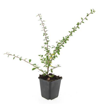 Cotoneaster suec. 'Coral Beauty' - ↕10-25cm - Ø9cm - 60x