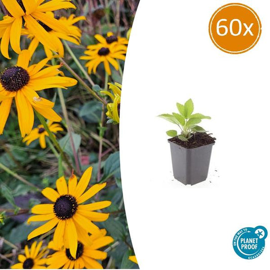 Rudbeckia fulgida 'Goldsturm' - ↕10-25cm - Ø9cm - 60x