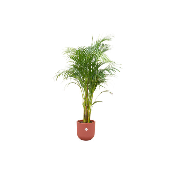 Offre combinée - Palmier Areca incluant elho Jazz Round rouge Ø26 - 140 cm