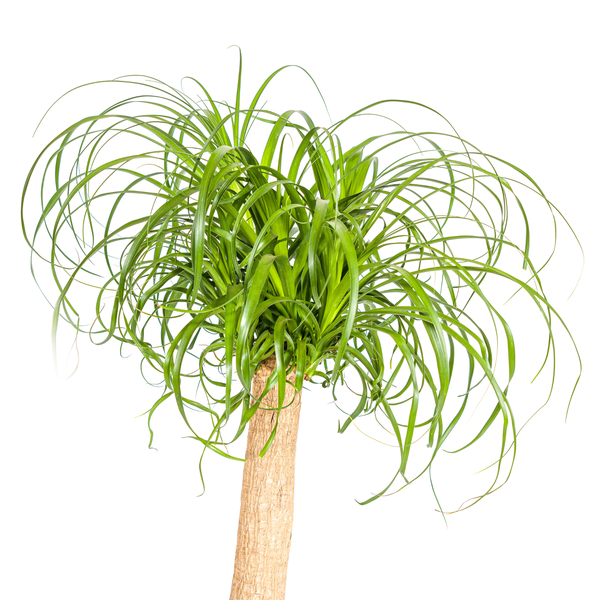 Beaucarnea Recurvata Stam Ø24cm - ↕90-100cm