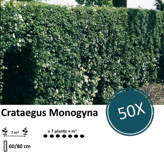 Crataegus Monogyna - Bare root - 60/80 - 50x