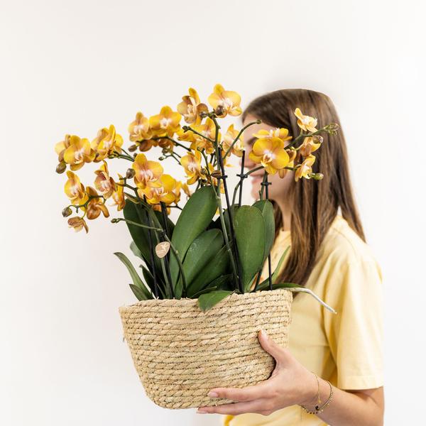 Orchidées colibris | ensemble d'orchidées orange dans un panier à roseaux avec réservoir d'eau | trois orchidées orange Las Vegas 12cm | Mono Bouquet orange avec réservoir d'eau autosuffisant.