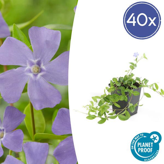 Vinca minor 'La Grave' - ↕10-25cm - Ø9cm - 40x
