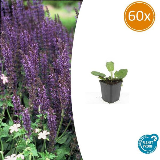 Salvia nem. 'Mainacht' - ↕10-25cm - Ø9cm - 60x
