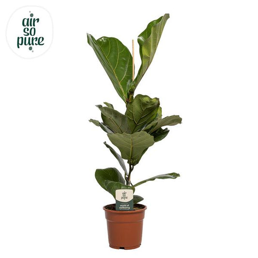 Ficus Lyrata - Ø17cm - ↕60cm