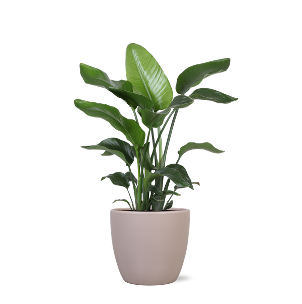 Strelitzia Nicolai - Ø21cm - ↕80cmin Pot Boule TAUPE