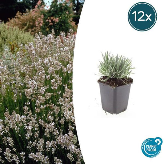 Lavande int. 'Edelweiss' - ↕10-25cm - Ø9cm - 12x