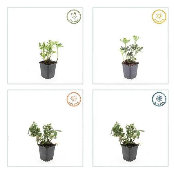 Terme Pachysandra. 'Variegata' - ↕10-25cm - Ø9cm - 12x