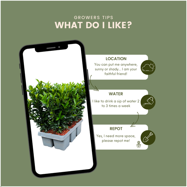72 x Euonymus 'Green Spire' - 72 x Ø 7 cm - ↨ 15 cm 