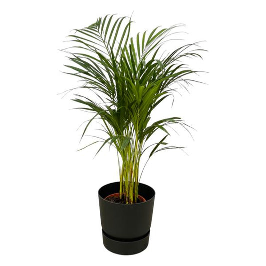 Palmier Areca - ↨85cm - Ø19cm incluant elho Greenville Round noir D24xH23
