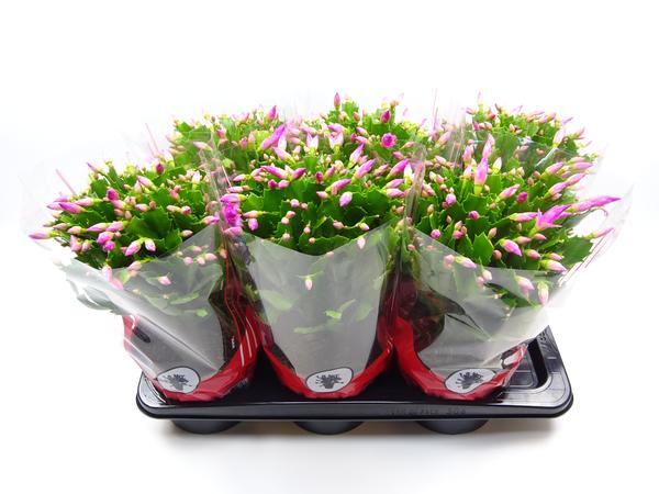 Schlumbergera 17 Cm Rose - Ø17cm - ↕35cm