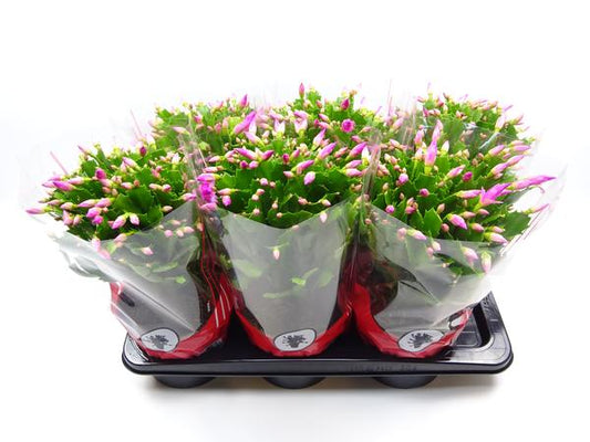 Schlumbergera 17 Cm Rose - Ø17cm - ↕35cm