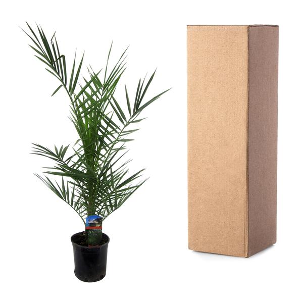 Phénix Canariensis - 80 cm - Ø15cm