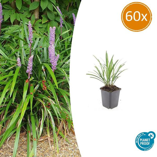 Liriope muscari 'Ingwersen' - ↕10-25cm - Ø9cm - 60x