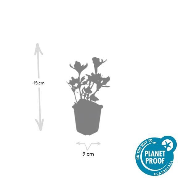 Terme Pachysandra. 'Variegata' - ↕10-25cm - Ø9cm - 12x