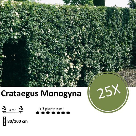 Crataegus Monogyna - Bare root - 80/100 - 25x