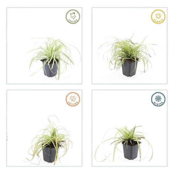 Carex oshim. 'Evergold'  - ↕10-25cm - Ø9cm - 60x