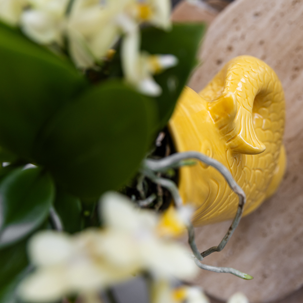 Compagnie des Colibris | Coffret cadeau Coucher de soleil méditerranéen | Ensemble de plantes avec orchidée Phalaenopsis blanche Lausanne et plantes succulentes avec pots décoratifs en céramique