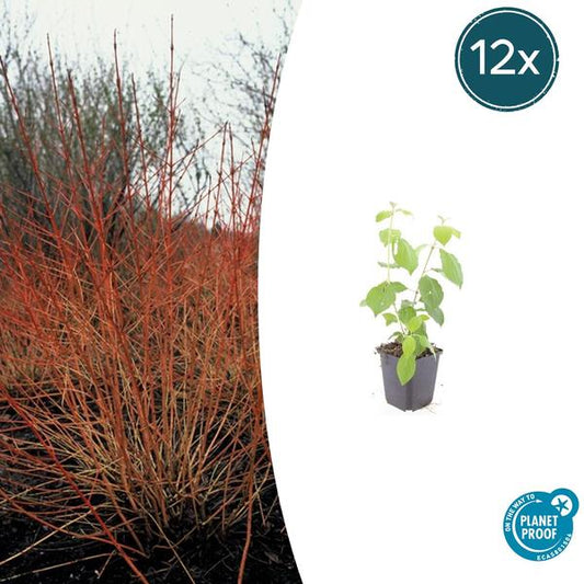 Cornus chantait. 'Feu d'hiver' - ↕10-25cm - Ø9cm - 12x
