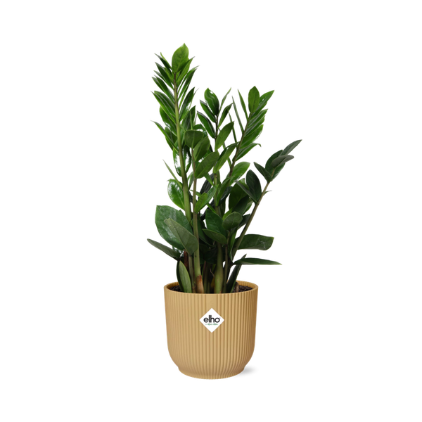 Zamioculcas – Hauteur 45-50 en ELHO Vibes Fold 14cm jaune