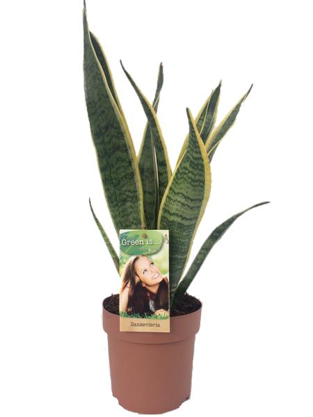 Sansevieria Laurentii - Ø14cm - ↕50cm