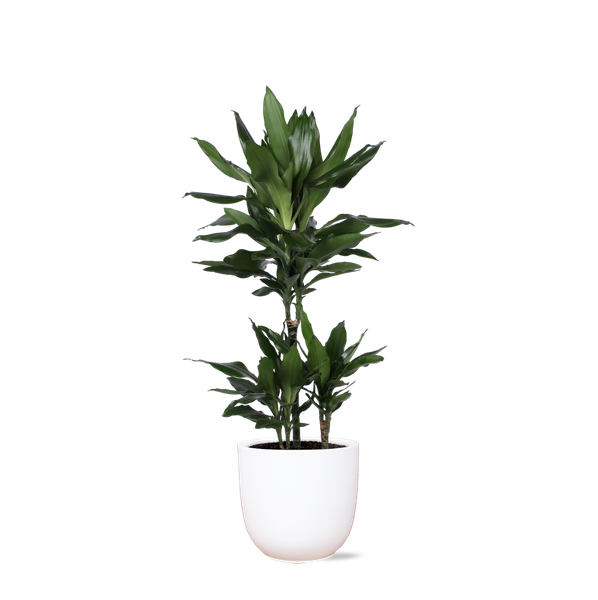 Dracaena Janet Lind Ø21cm - ↕90cm in Boule WIT pot