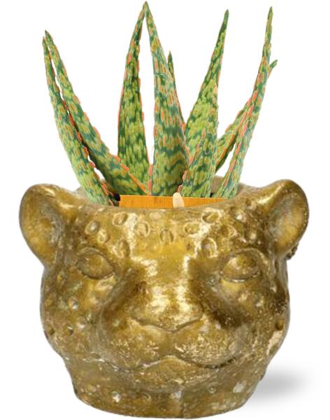 Aloe Hybrid - Ø10,5cm - ↕15cm + Jardinière Léopard D12x9,5cm - Or