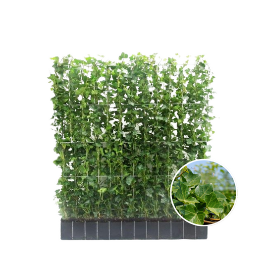 Hedera Hibernica - Lierre - Haie prête à l'emploi | ↔120cm - ↨120cm