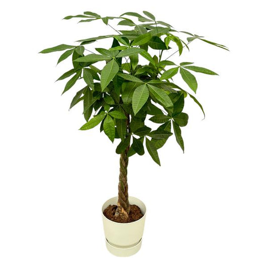 Pachira Aquatica incluant elho Greenville Rond blanc - 160cm - Ø30