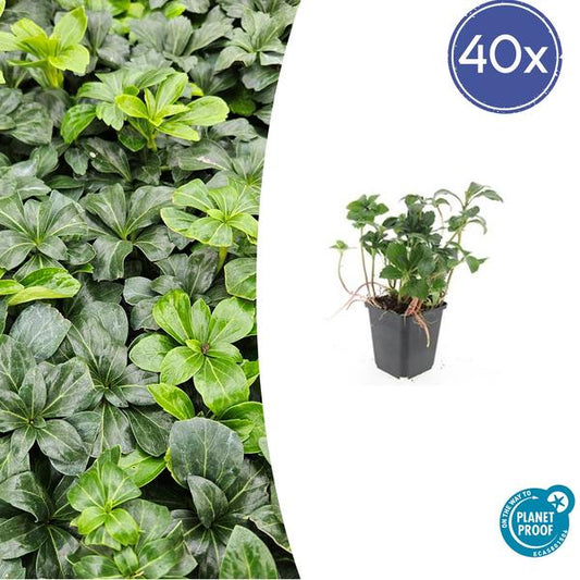 Terme Pachysandra. 'Éclat Vert' - ↕10-25cm - Ø9cm - 40x