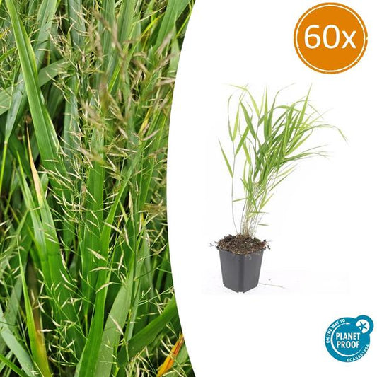 Hakonechloa macra - ↕10-25cm - Ø9cm - 60x